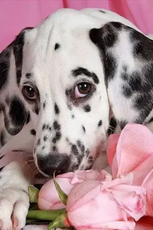 Dalmatier vrouwtje Diamond Painting ** - 30x30 / vierkant Lage Prijs