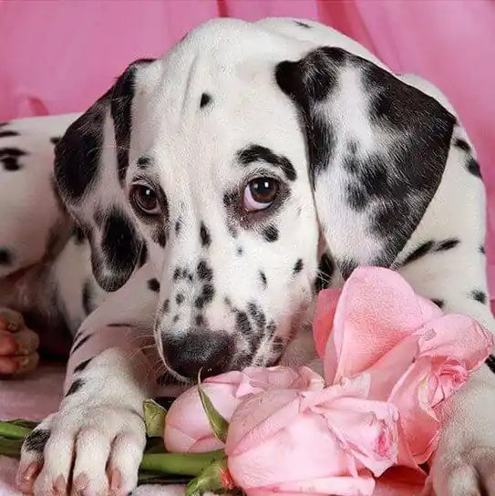 Dalmatier vrouwtje Diamond Painting ** - 30x30 / vierkant Lage Prijs